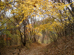 六本峠ハイキングコースの黄葉
