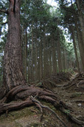根が巻く、松の巨木